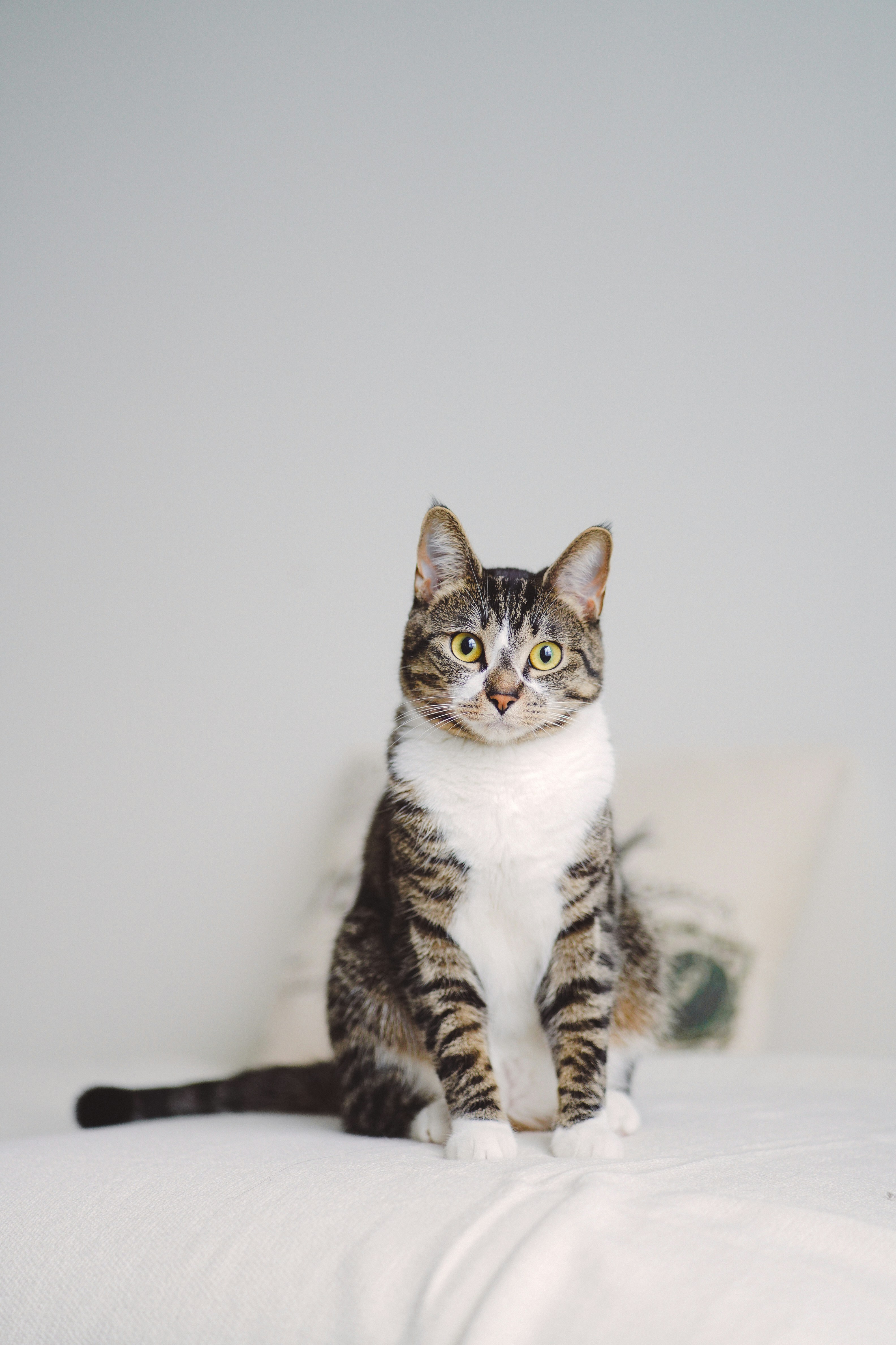 Kucing